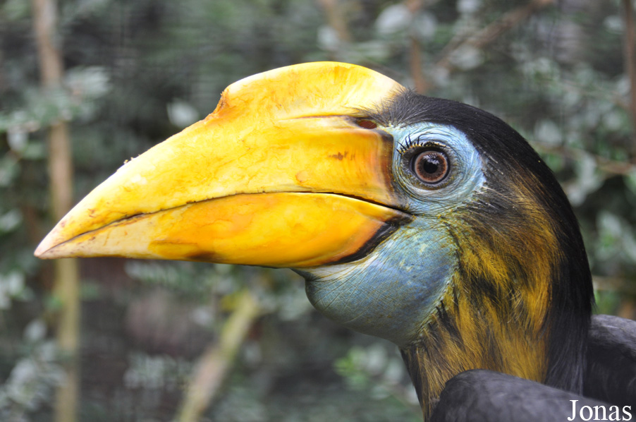 Rhabdotorrhinus corrugatus
