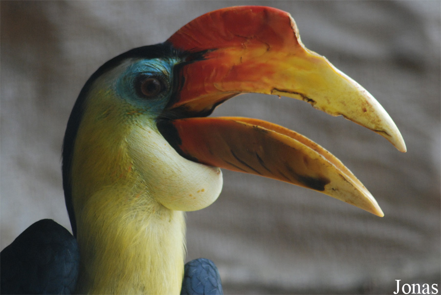Rhabdotorrhinus corrugatus