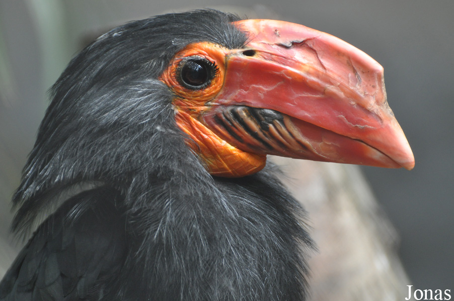 Rhabdotorrhinus leucocephalus