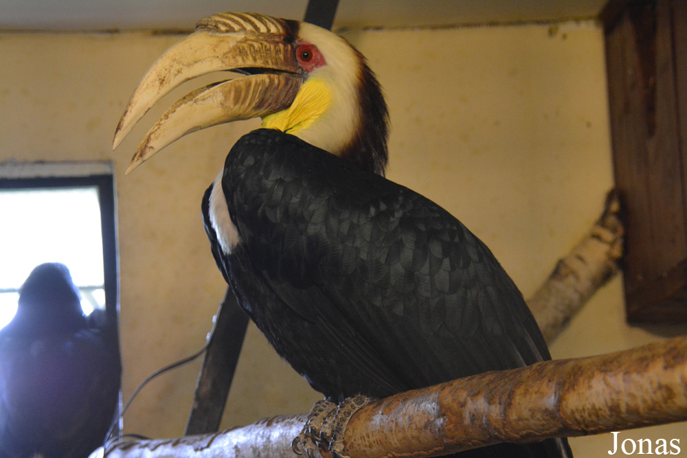 Rhyticeros undulatus