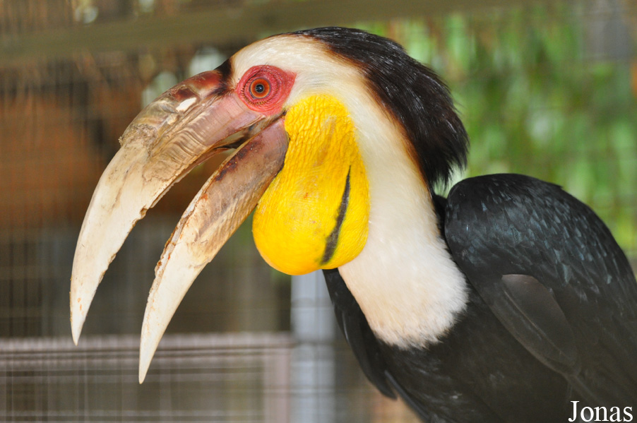 Rhyticeros undulatus