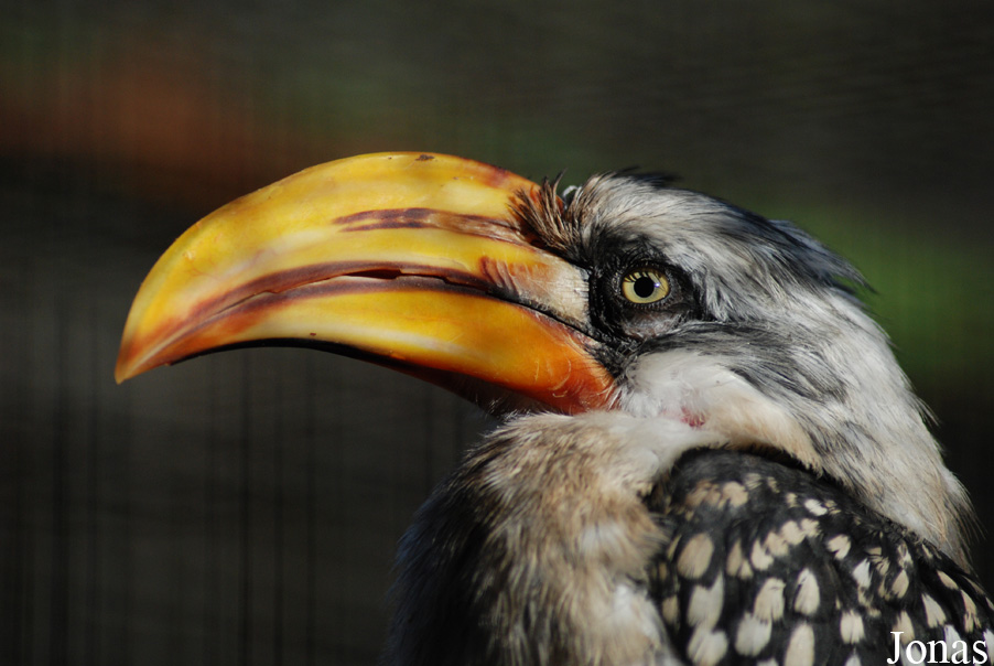 Tockus flavirostris