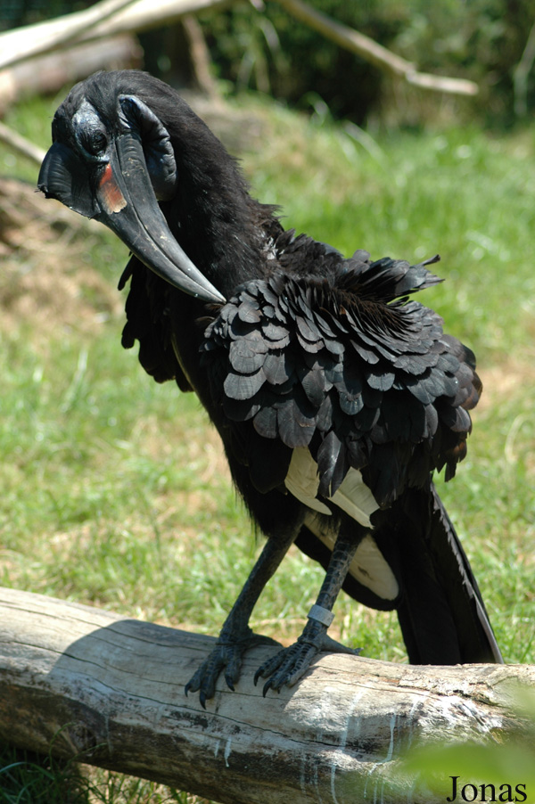 Bucorvus abyssinicus