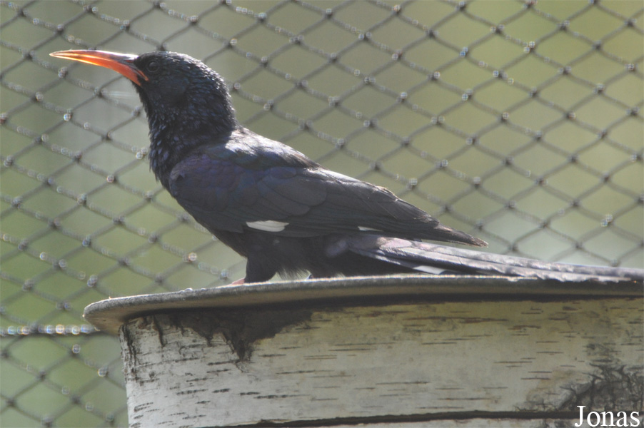 Phoeniculus purpureus