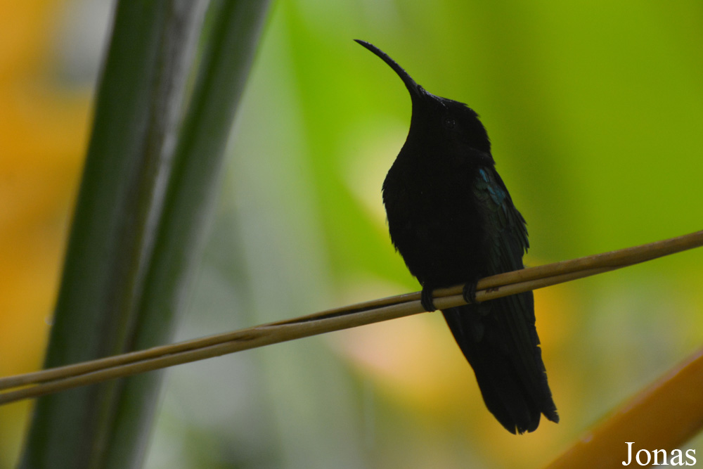 Eulampis jugularis