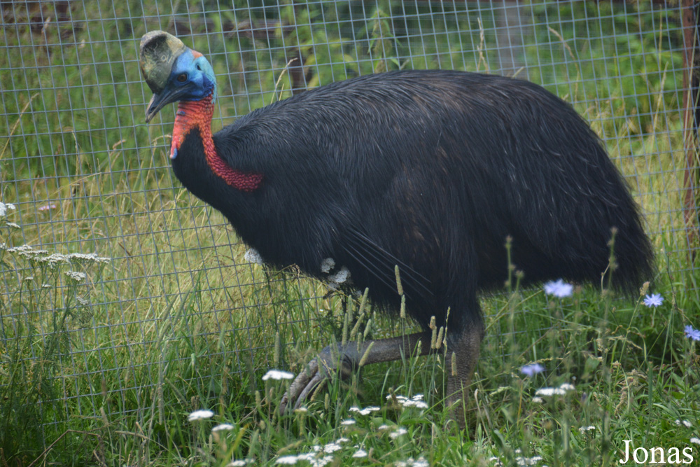 Casuarius unappendiculatus