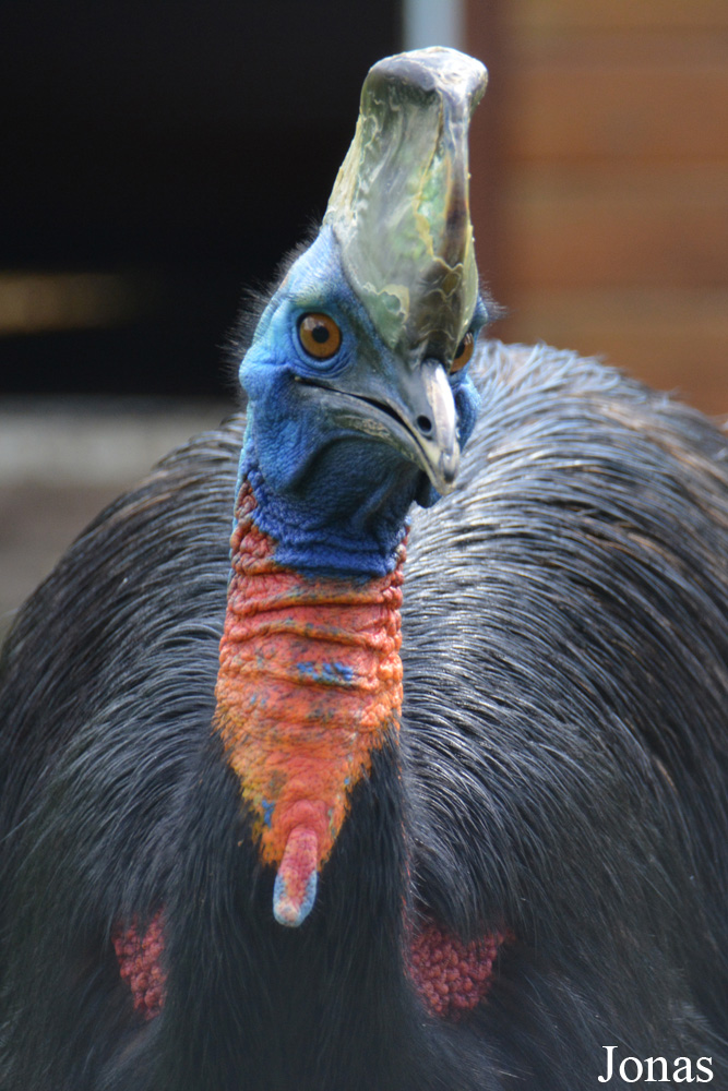 Casuarius unappendiculatus