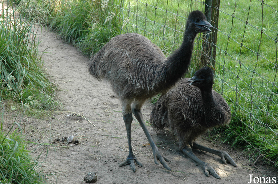 Dromaius novaehollandiae