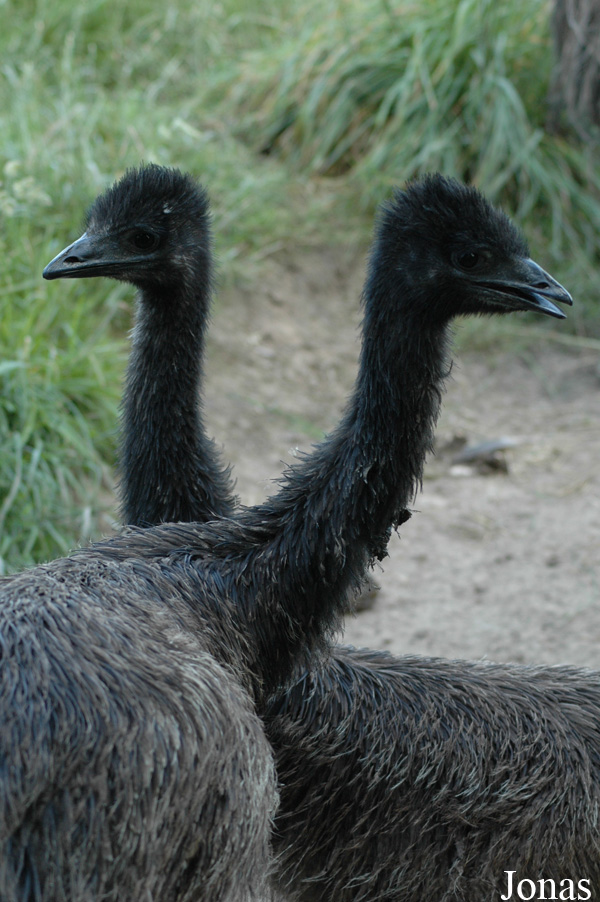 Dromaius novaehollandiae