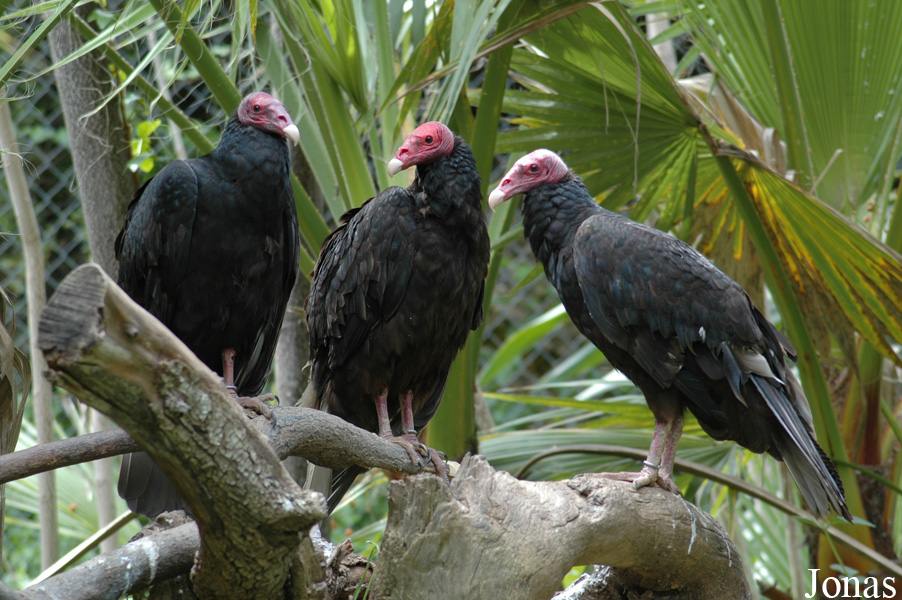 Cathartes aura
