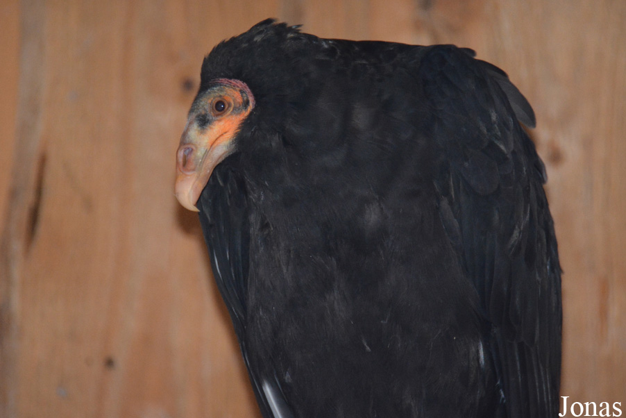 Cathartes burrovianus