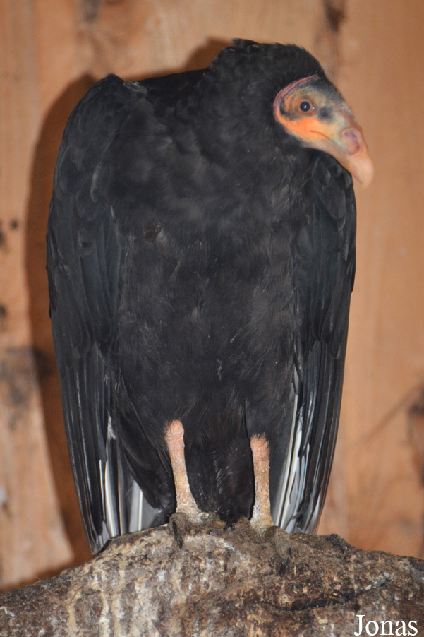 Cathartes burrovianus