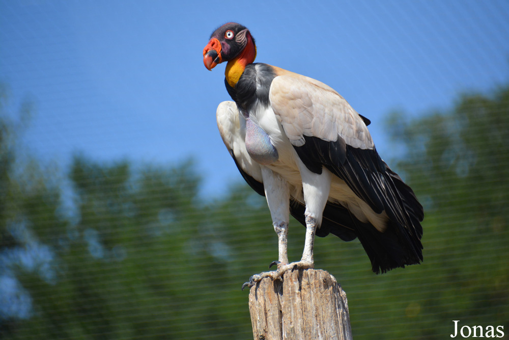 Sarcoramphus papa