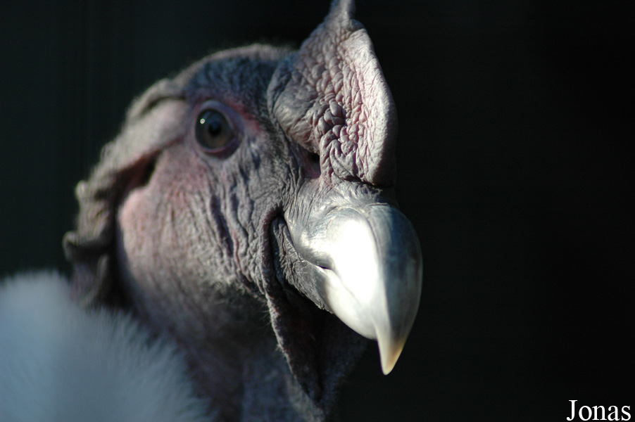 Vultur gryphus
