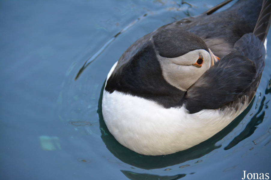 Fratercula arctica