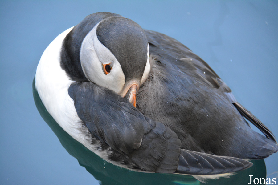 Fratercula arctica