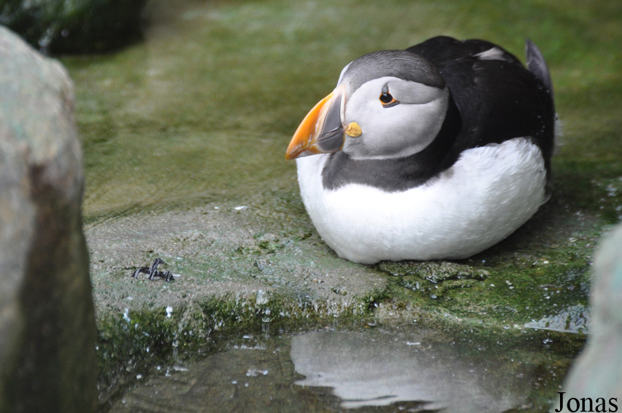 Fratercula arctica