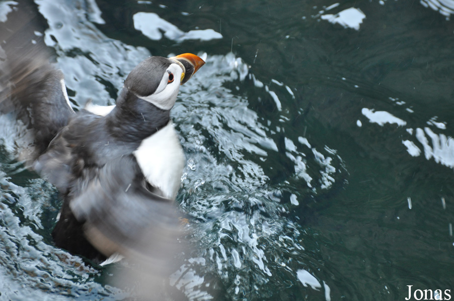 Fratercula arctica