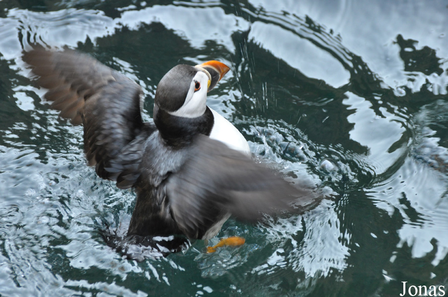 Fratercula arctica