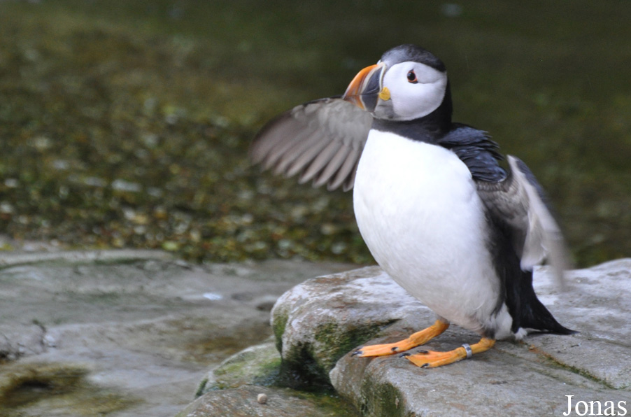 Fratercula arctica