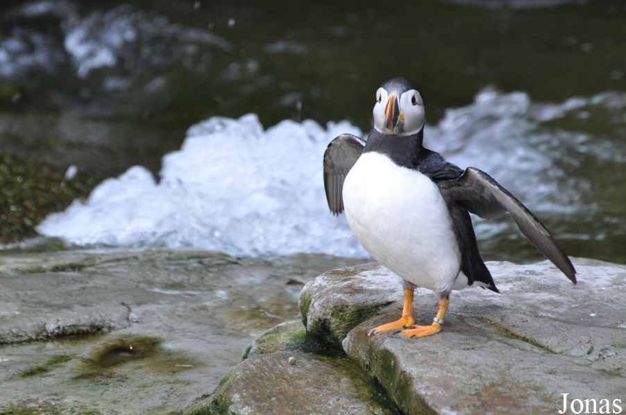 Fratercula arctica