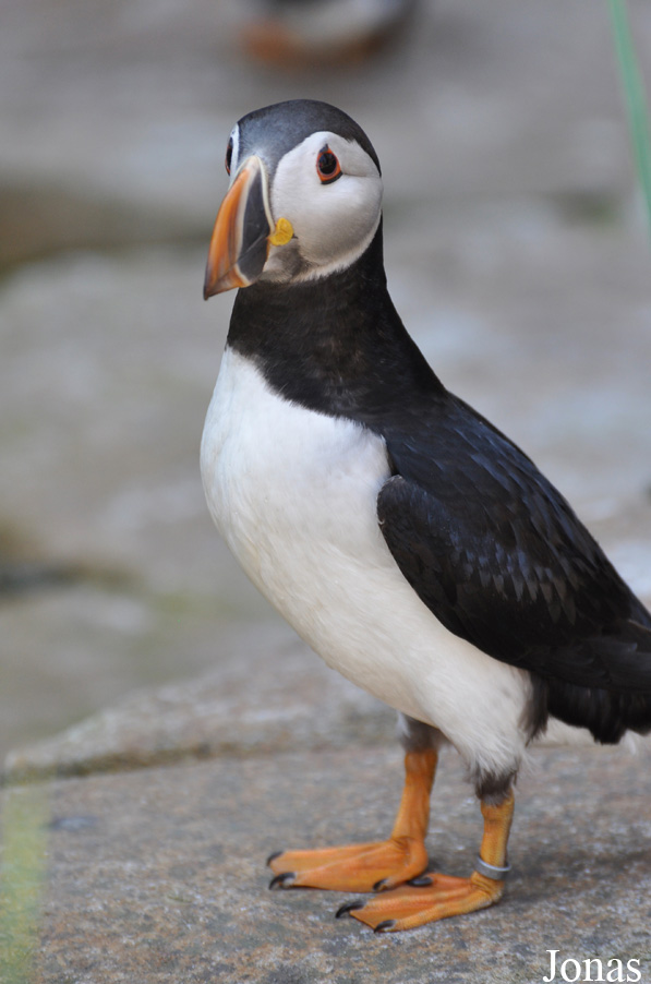 Fratercula arctica