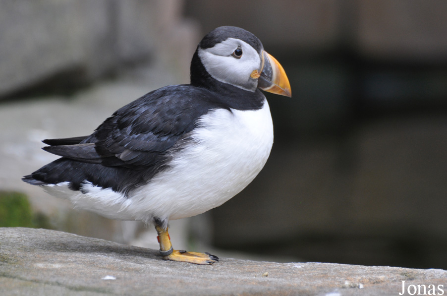 Fratercula arctica