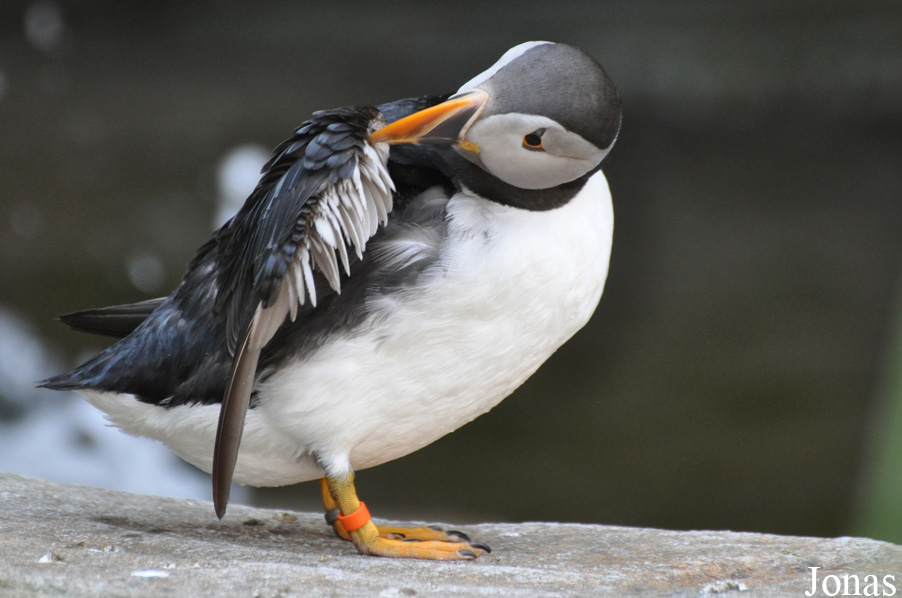 Fratercula arctica