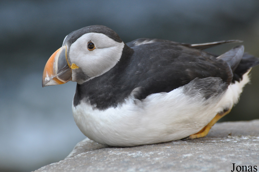 Fratercula arctica