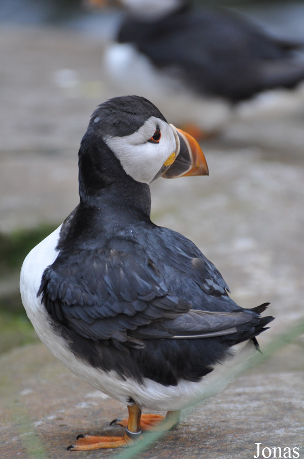 Fratercula arctica