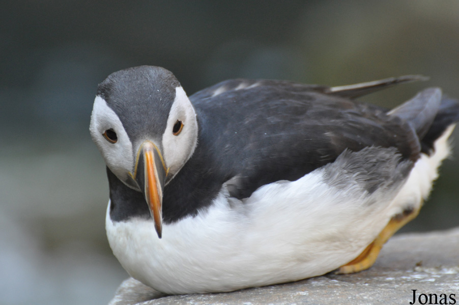 Fratercula arctica