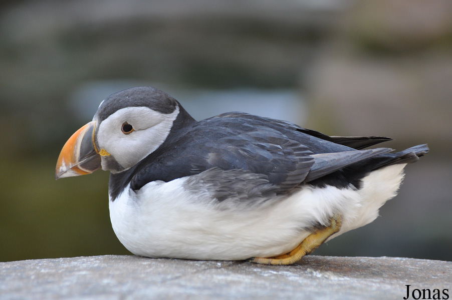 Fratercula arctica