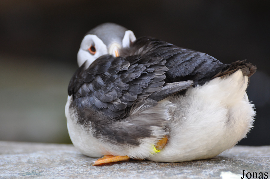 Fratercula arctica