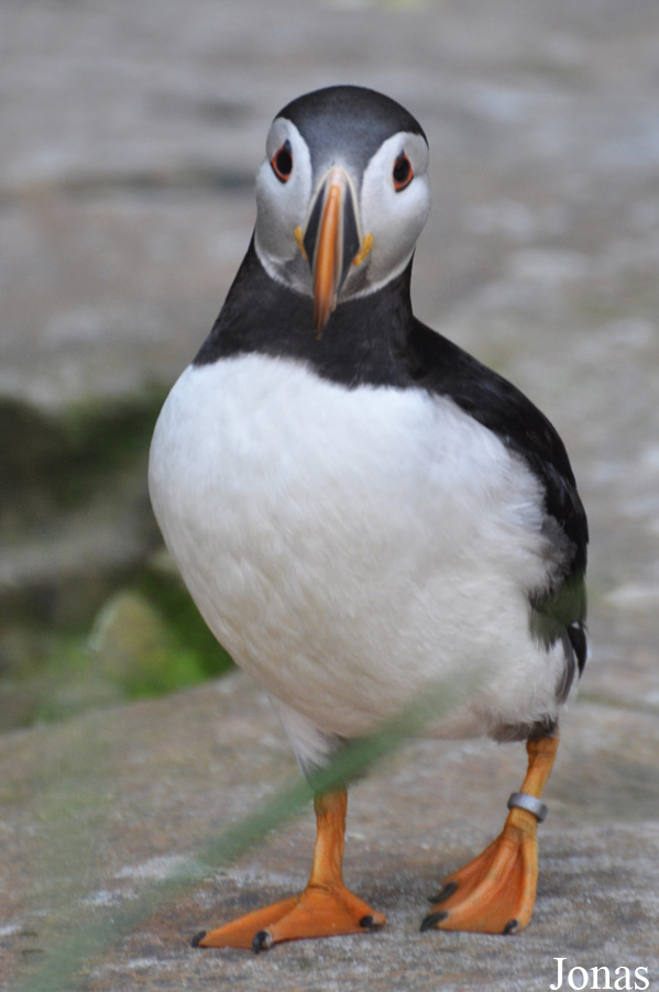 Fratercula arctica
