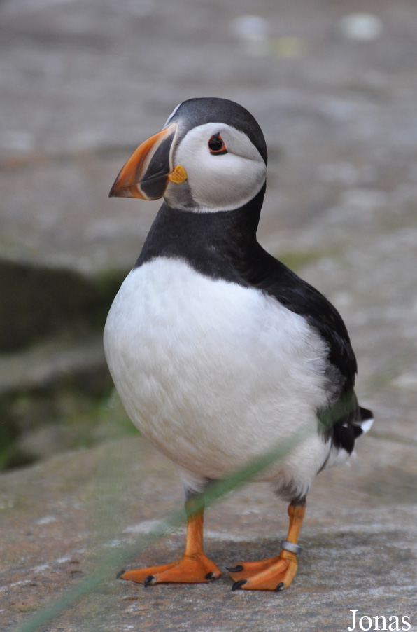 Fratercula arctica