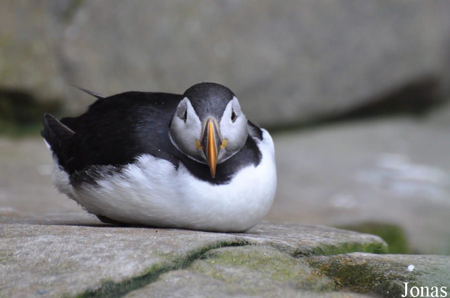 Fratercula arctica