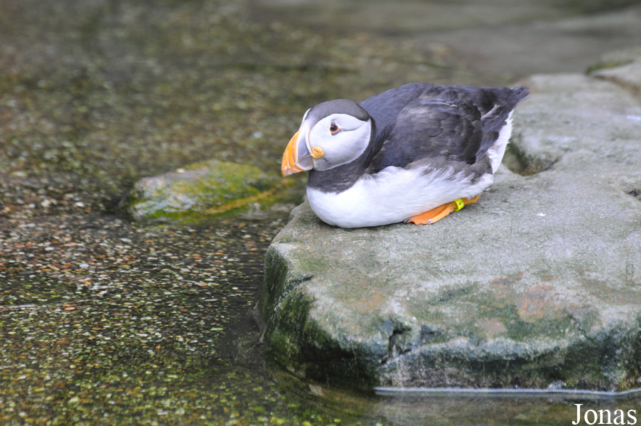 Fratercula arctica