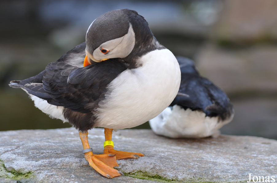 Fratercula arctica