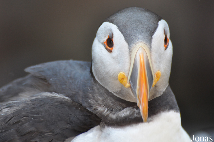 Fratercula arctica
