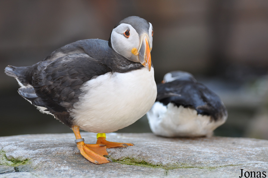 Fratercula arctica