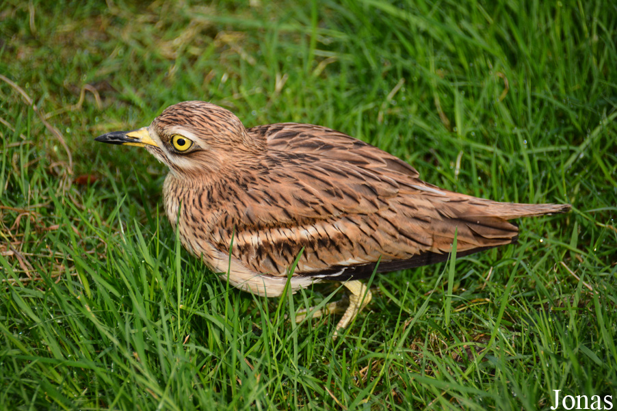 Burhinus oedicnemus oedicnemus