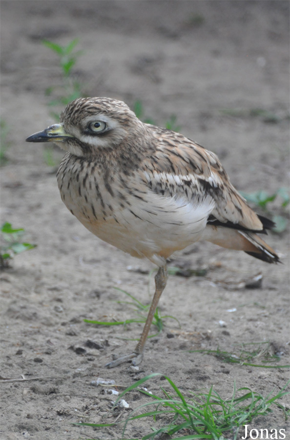 Burhinus senegalensis