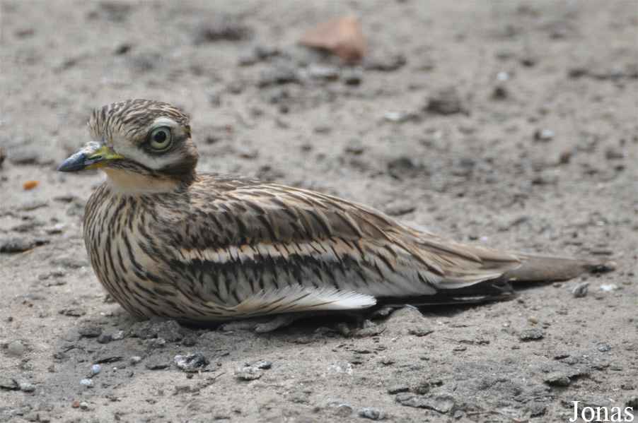 Burhinus vermiculatus