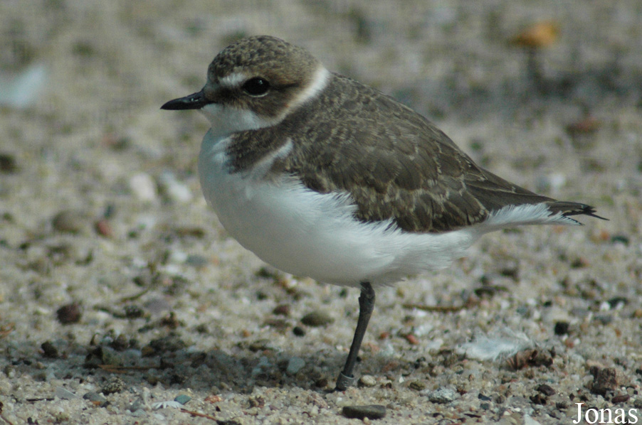 Charadrius alexandrinus