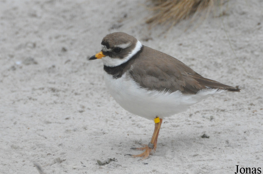 Charadrius hiaticula