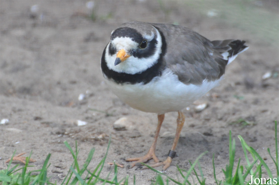 Charadrius hiaticula