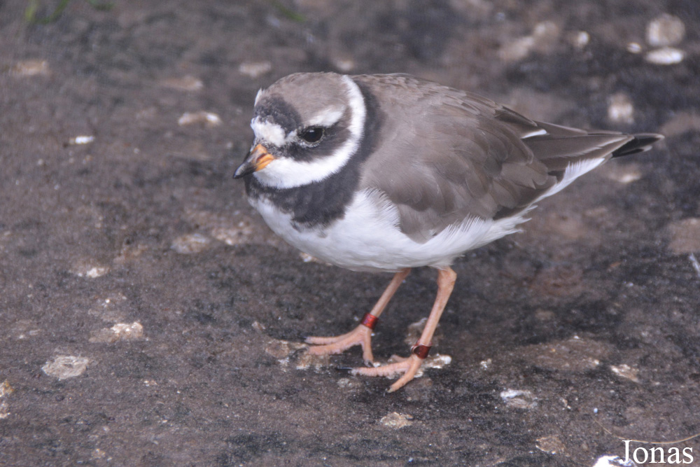 Charadrius hiaticula
