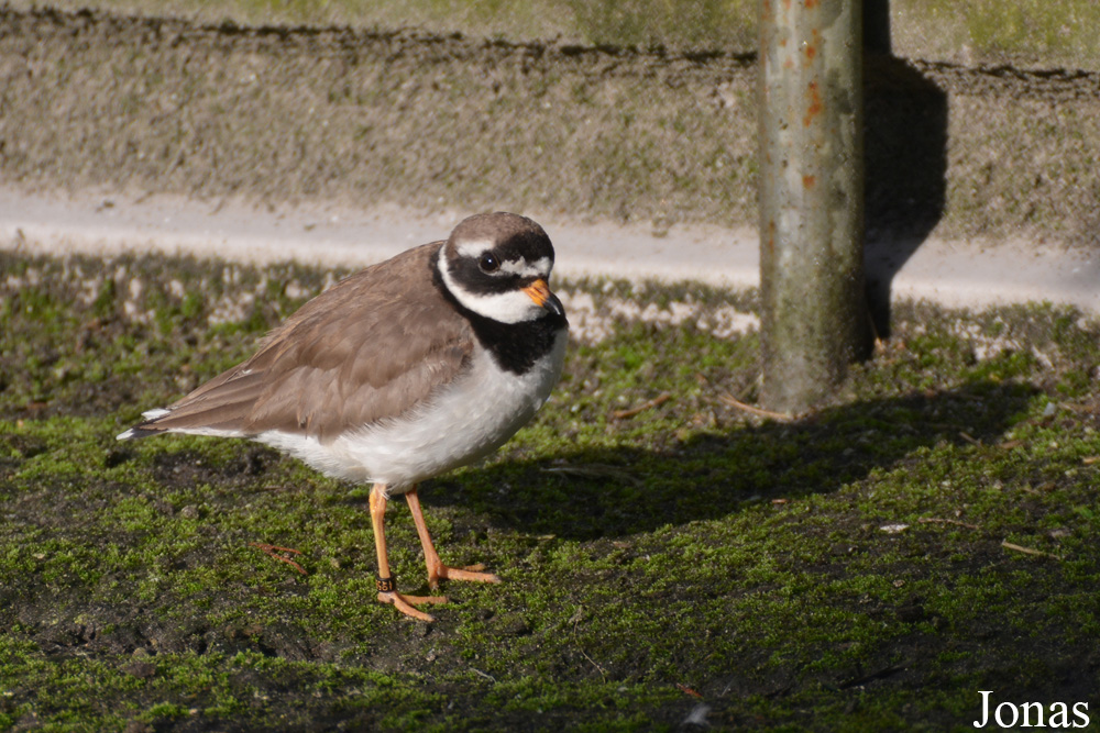 Charadrius hiaticula