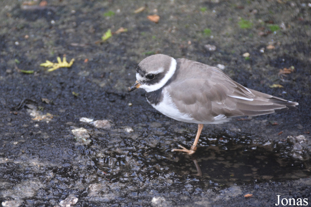 Charadrius hiaticula