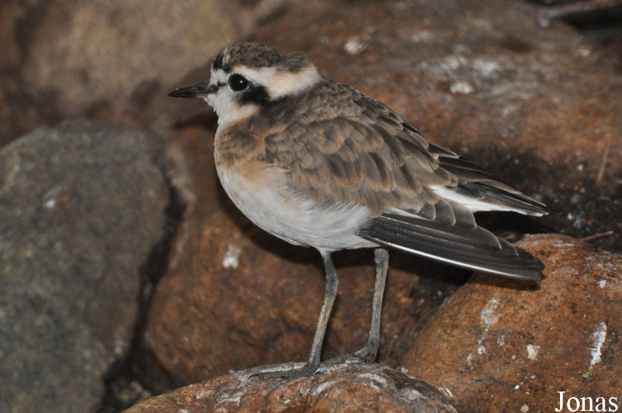 Charadrius pecuarius